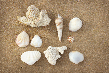 Fototapeta na wymiar A collection of sea shells and corals on beach sand on Sri Lanka island. 