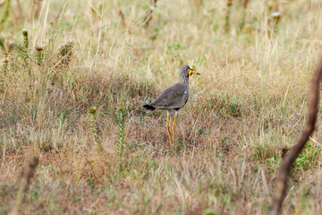 African Wattled Lapwing in a Zululand Game Reserve