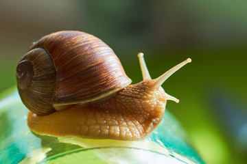 snail close-up