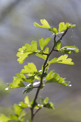 Hawthorn