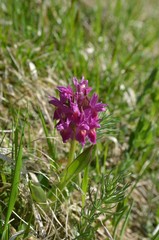 Orchis sureau (Dactylorhiza latifolia)