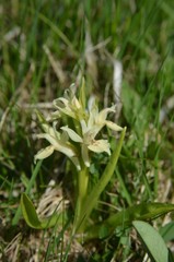 Orchis sureau (Dactylorhiza sambucina)