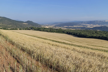 Fototapeta na wymiar Navarre fields