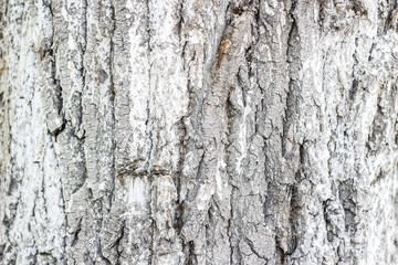 texture of the light bark of a tree