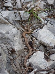 detail of a brown grass snake