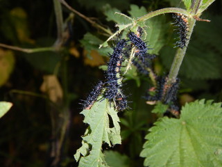 detail of a black worms on a nettle leaves