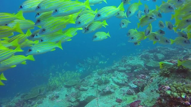 School of striped snapper yellow fish on background of clear seabed underwater. Swimming in world of colorful beautiful seascape. Aquarium of wild nature. Abyssal relax diving.