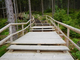 wooden staircase in a forest