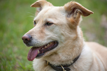 Hechelnder Hund auf Waldweg