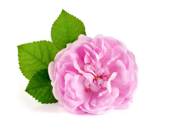 wild rose blooming flower isolated on a white background