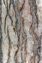 texture of impressive bark at a tree