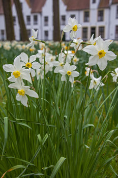 Beautiful flowering daffodils on white houses background in the Beguinage (Begijnhof)  in medieval neighborhood of Bruges (Brugge), Belgium