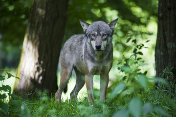 Loup gris Alpha en meute, sous bois et portrait