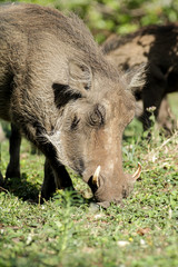 Warthog family in a South African game reserve