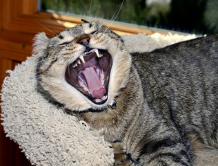 Cat with Mouth Open © 2tun