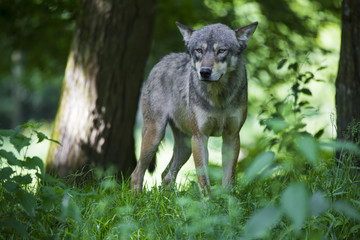 Loup gris Alpha en meute, sous bois et portrait