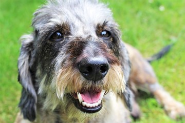 An Image of a dog - dachshund