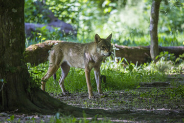 Loup gris Alpha en meute, sous bois et portrait