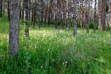 Green thicket in the woods by day.