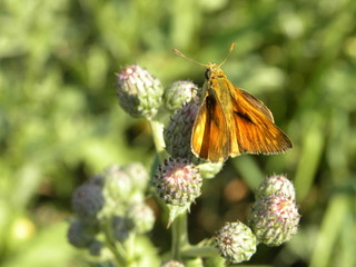 macro farfalla