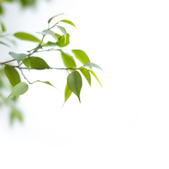 green leafs isolated on white background