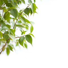 green leafs isolated on white background
