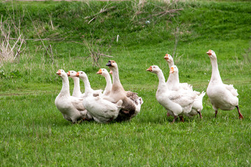 Flock of geese grazing on grass in spring field