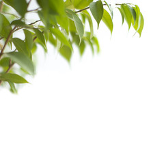 green leafs isolated on white background