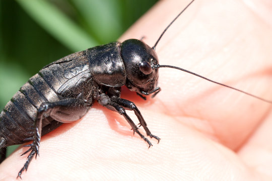 hand holding field cricket outdoors. Gryllus campestris