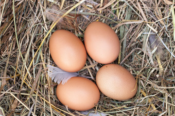 four chicken eggs lying in the nest of straw. Top view