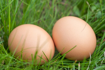 two chicken eggs lying in a nest of green grass