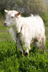One white goat on green grass in a field