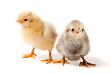 two little chicken isolated on white background