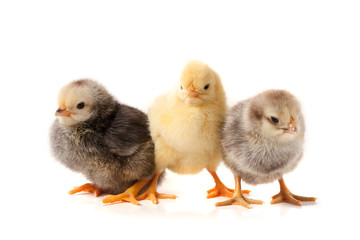 three little chicken isolated on white background