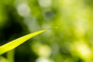 Morning dew water drops on grass leaf in golden hour light