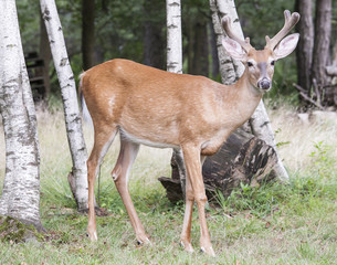 Whitetail Buck Portrait