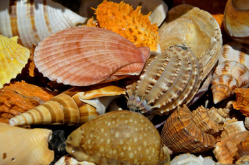 A collection of breathtaking shells found on the beach in Algarve.