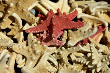 A collection of starfish with a red one at its center found on the beach in Algarve.