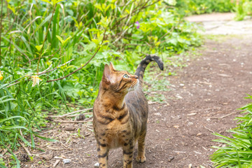 A single bengal cat hunting in natural surroundings