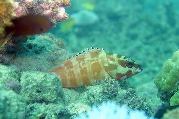 Fototapeta premium 海中写真