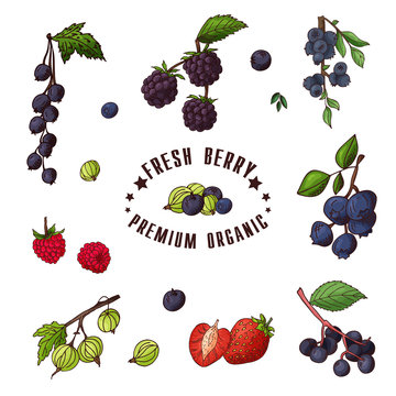 Hand drawn illustration of currant, razz, blueberry, stawberry, gooseberry, blackberry, elderberry, huckleberry Set og fruits