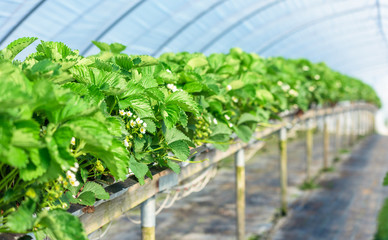 Fresh and green strawberry plants in bloom inside a plastic tunnel tent - 158472101