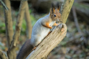 Naklejka na ściany i meble Squirrel sits on a tree