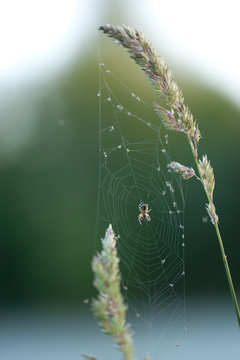 Spinnennetz zwischen Halmen
