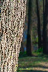 View of a tree bark closeup against a forest in bokeh