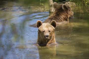 Portrait d'ours brun jouant dans l'eau