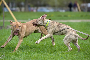 Two American pit bull terrier playing