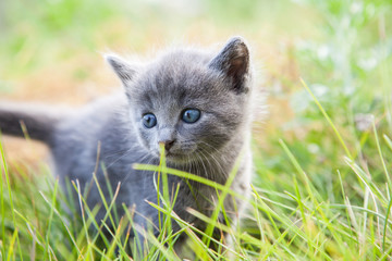 Naklejka na ściany i meble little smoky blue cat in green summer grass
