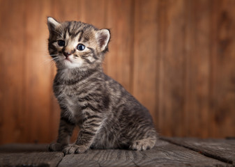 small kitten on background of old wooden boards