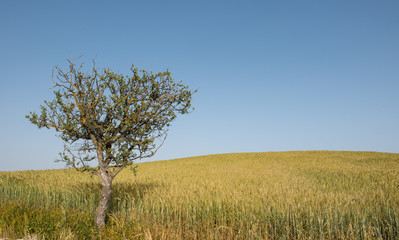 Fototapeta premium Lonely tree and wheat field